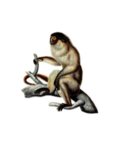 Cebus personatus