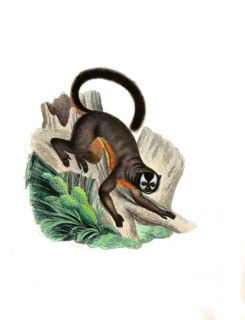 Simia trivirgata