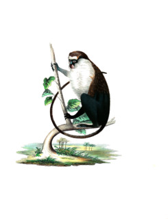 Campbell's monkey