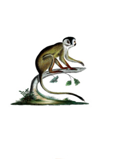 Dark squirrel monkey or Vanzolini squirrel monkey