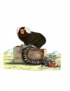 Common Marmoset