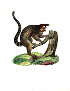 Red-backed Mongoose