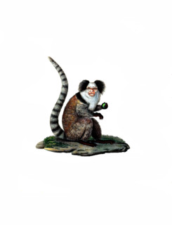 Common Marmoset