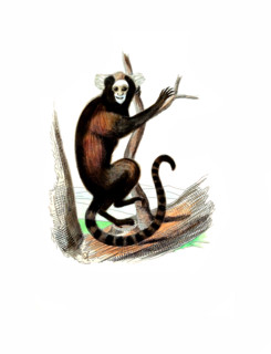 Yellow-eared marmoset