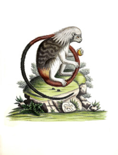 Cotton-top Tamarin