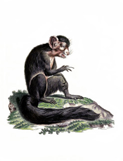 Lemur