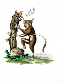 Lemur