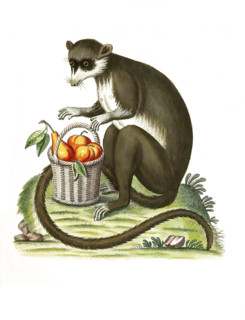 Lemur mongoz