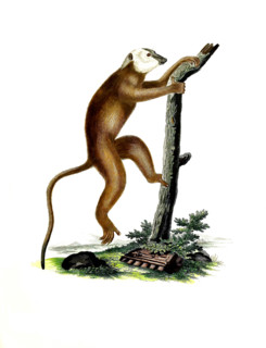 Lemur rufus