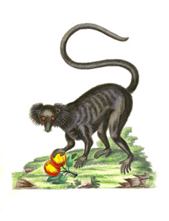 Lemur macaco
