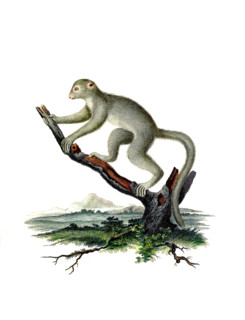 Lemur