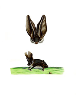 Vespertilio auritus