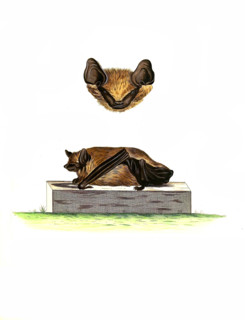 Vespertilio ferotinus