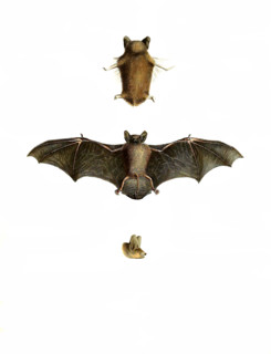 Common pipistrelle