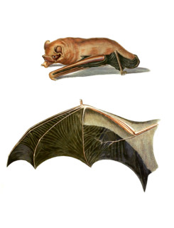 Giant Noctule