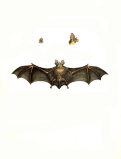 Rhinolophus clivosus