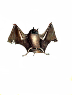 Greater bare-backed bat