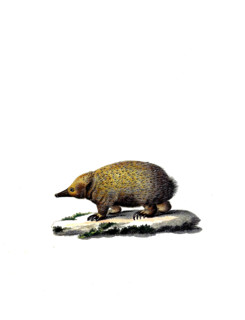 Short-beaked Echidna