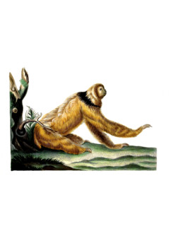 Collared Sloth