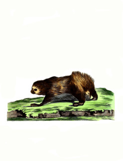 Two-toed sloth