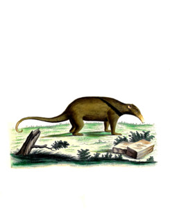 Giant anteater