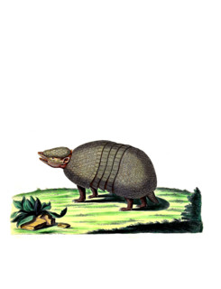 Northern Armadillo or Brazilian Three-banded Armadillo