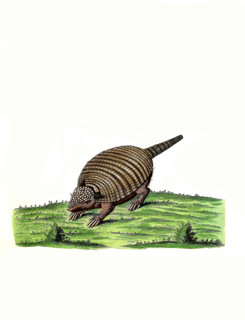 Long-nosed Armadillo