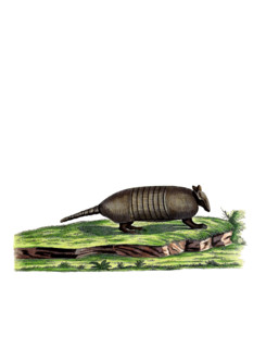 Seven-banded Armadillo or Northern Seven-banded Armadillo