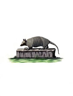 Southern naked-tailed armadillo