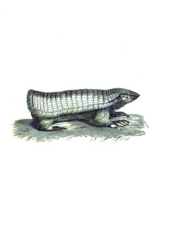 Belted Mole