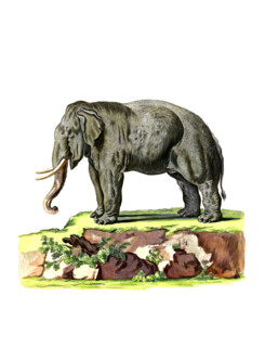 Asian elephant