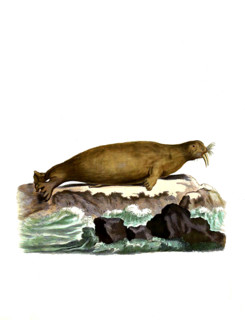 Walrus