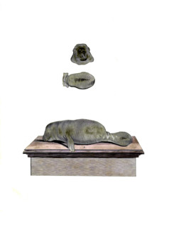 Caribbean Manatee