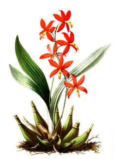 Epidendrum vitellinum