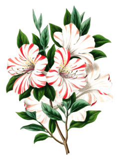Azalea indica