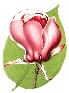 Magnolia