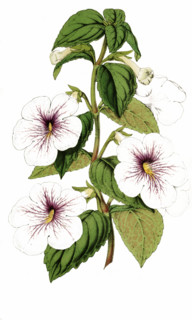 Achimenes Trevirania