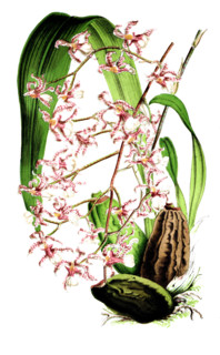 Oncidium incurvum