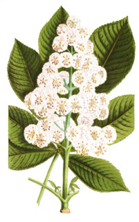 Horse chestnut