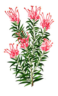 Gievillea rosea
