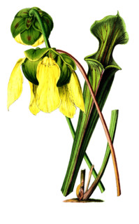 Sarracenia flava