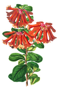Rhododendron retusum