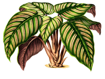 Maranta regalis