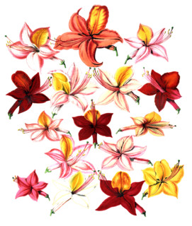 various flowers of azaleas