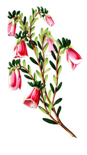 Genetyllis macrostegia