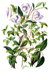 Clematis campaniflora