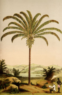 Maximiliana regia