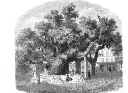 The ancient plane tree of Hippocrates.