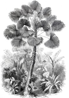 Latan tree is a species of palm.