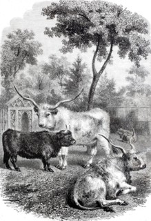 Hungarian and Scottish oxen in the Jardin des Plantes.